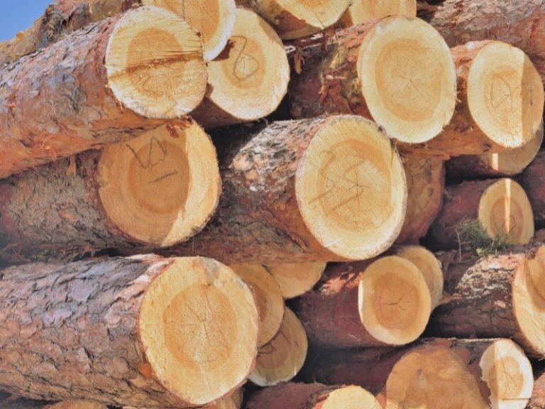 Can You Burn Pine in a Fireplace? (Answered) Fireplace Tips