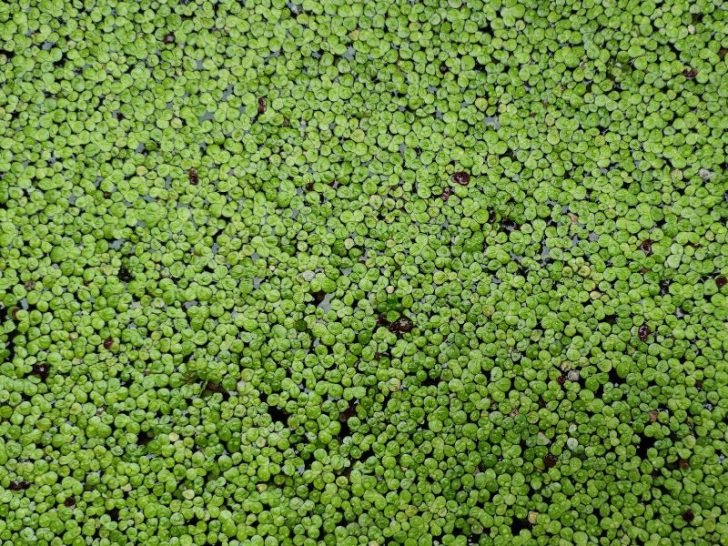 Do Fire Pits Repel Bugs & Mosquitos? Here’s the Answer Fireplace Tips