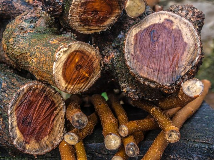 Can Firewood Get Rained On (& How Fast Can It Dry)? Fireplace Tips