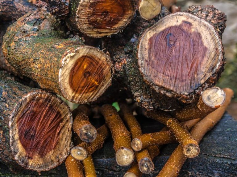 Can Firewood Get Rained On (& How Fast Can It Dry)? Fireplace Tips