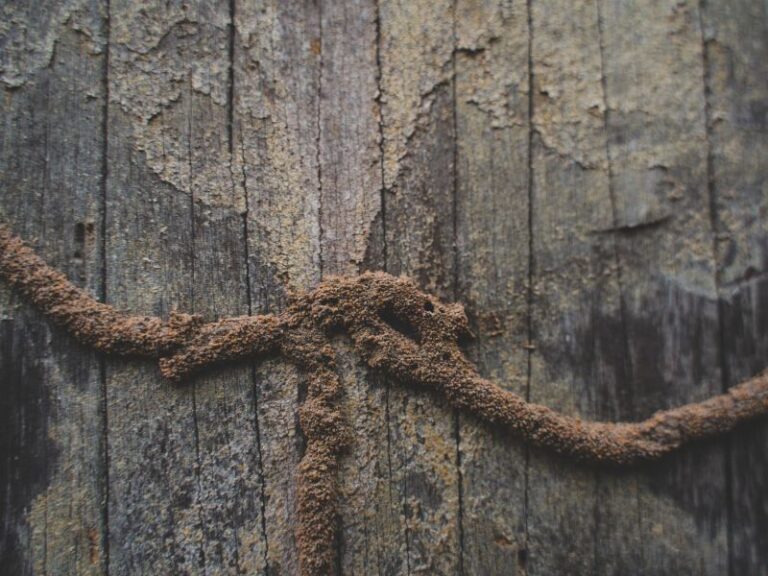 Can Firewood Bring Termites? Yes, Here’s What To Do Fireplace Tips