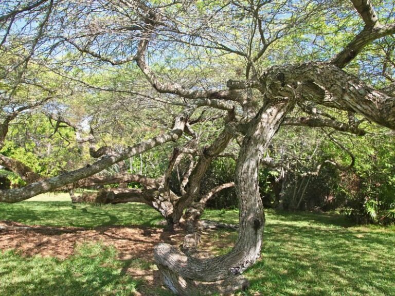 Can You Burn Mesquite In a Fireplace? Fireplace Tips